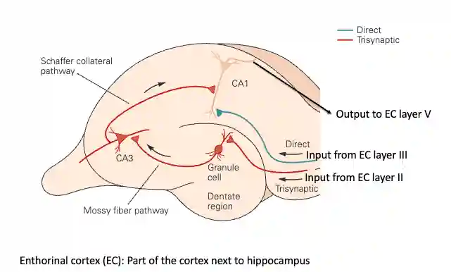 Memory in Human Brain-20250816124318681